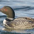 Loon On Blue Water 3 (Framed 18 X 24)  JAH-41